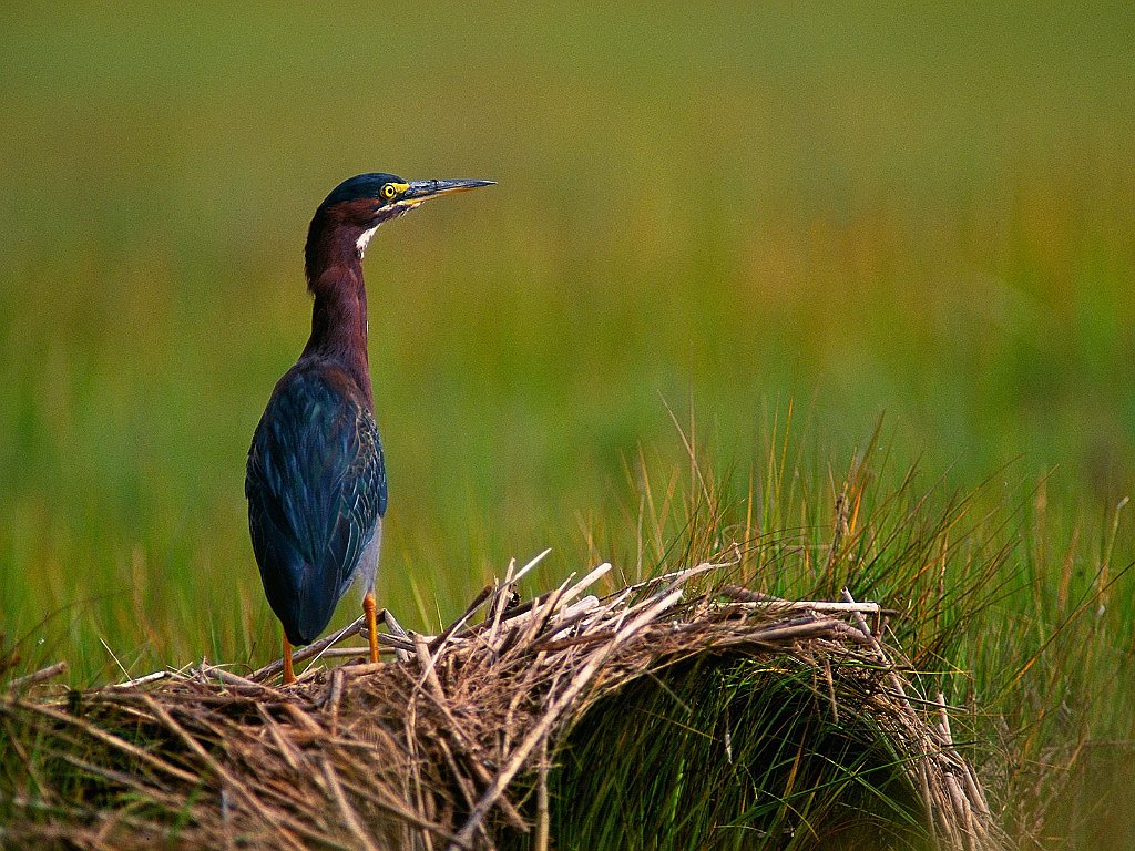 A Quiet Moment, Green Heron